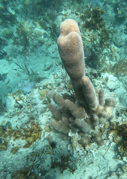 Coral Diving USVI