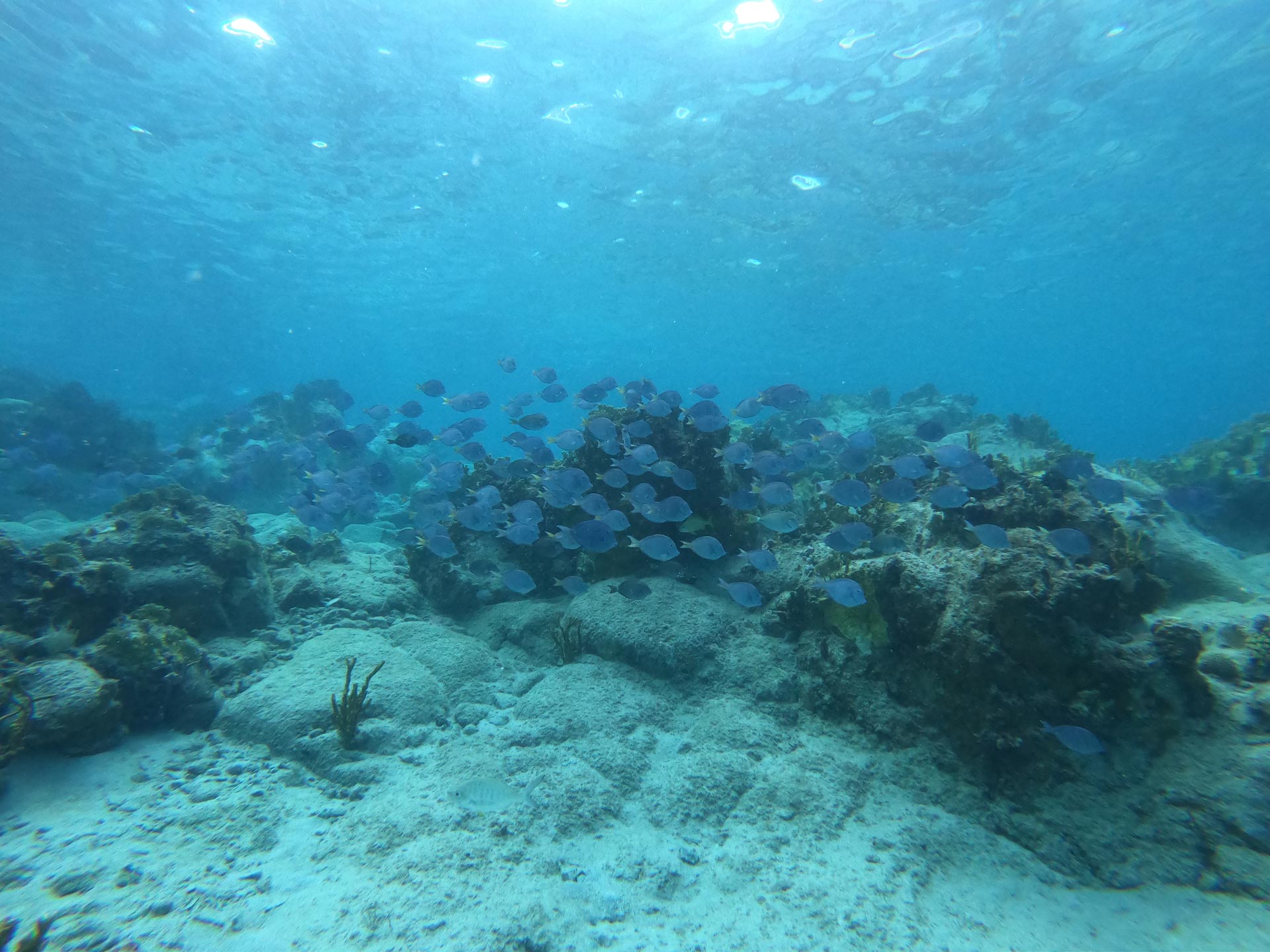 School of Fish USVI