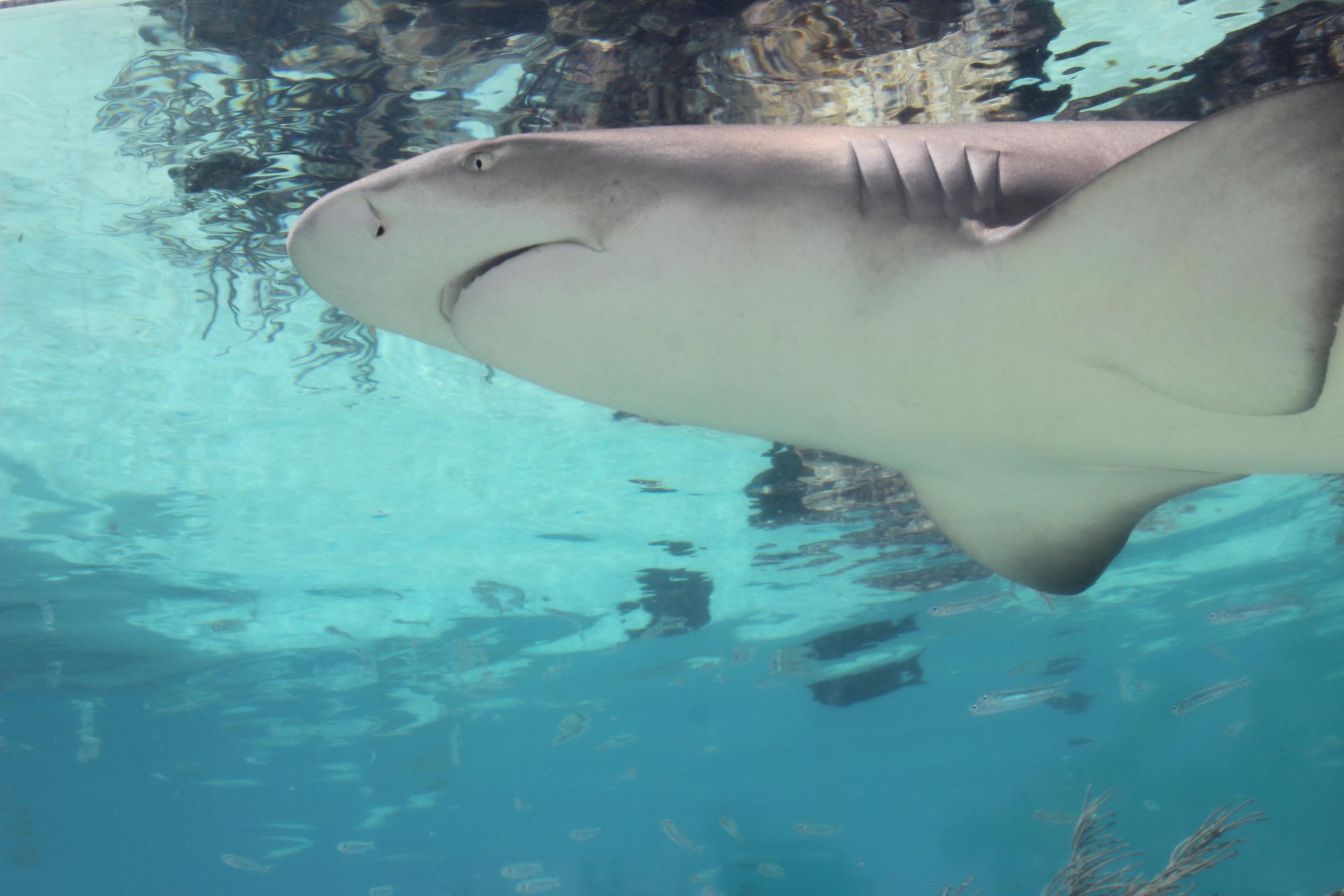 Coral World Ocean Park Shark Encounter